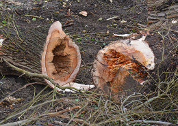 Blunk Baum Knick Fällarbeiten -6