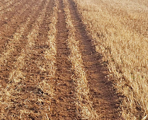 Blunk Strip Till