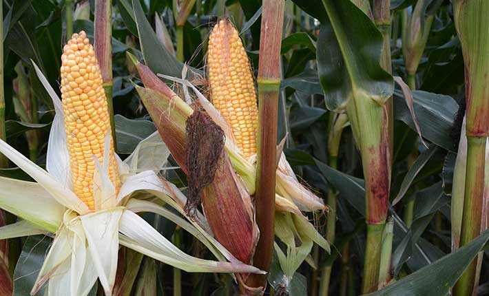 Mais auf einem Blunk-Feld vor der Ernte 2017