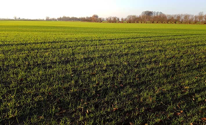 Blunk Winterfoto vom Feld