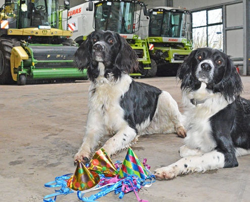 Blunk Bürohunde feiern Silvester