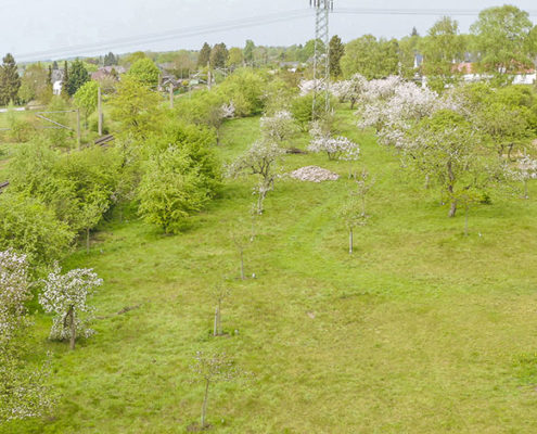 Alte Obstwiese eV Neumünster neue Blühwiese