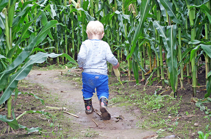Blunk Maislabyrinth Hof Viebrook