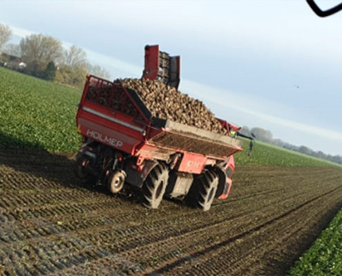 Blunk bei späten Herbst- und Winterarbeiten: Lalendorf Rüben roden 2b