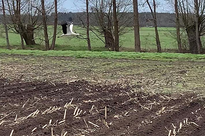 Blunk mit Selbstfahrer Holmer beim Gülle ausbringen per Strip Till 04