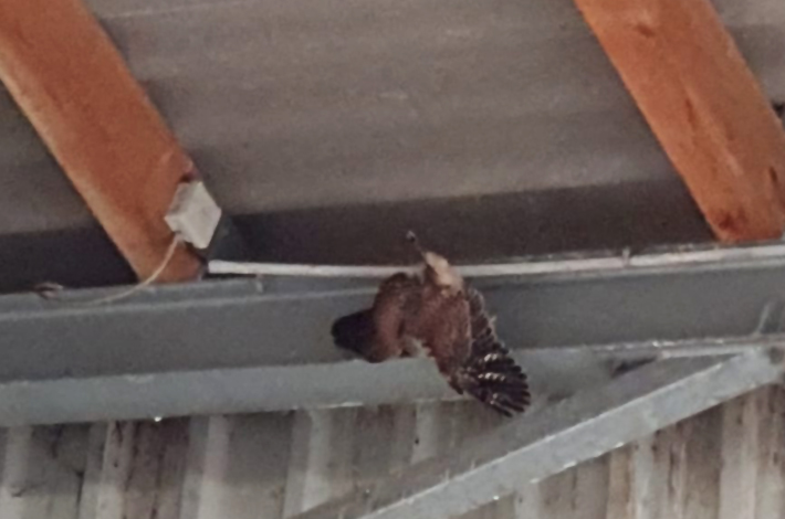 Blunk im Einsatz: Rettung Jungfalke in Biogasanlage Honigsee 07