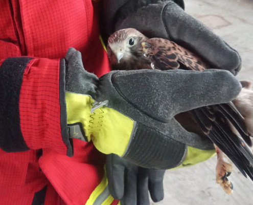 Blunk im Einsatz: Rettung Jungfalke in Biogasanlage Honigsee