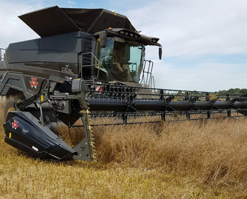 Blunk Rapsernte mit Massey Ferguson Ideal 9t in Schleswig-Hholstein 02