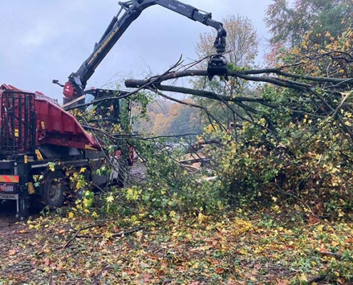 Blunk Umwelt Forst Baufeld Räumung Bäume fällen 06