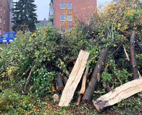 Blunk Umwelt Forst Baufeld Räumung Bäume fällen 21