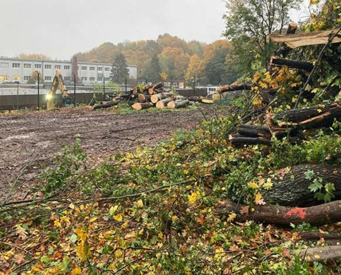 Blunk Umwelt Forst Baufeld Räumung Bäume fällen 33