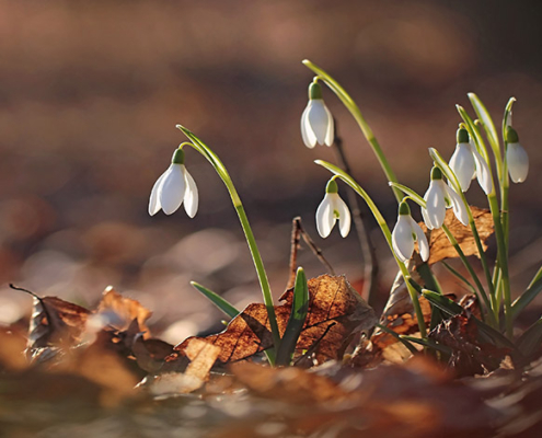 Neujahrsgruss Blunk AdobeStock 90581016
