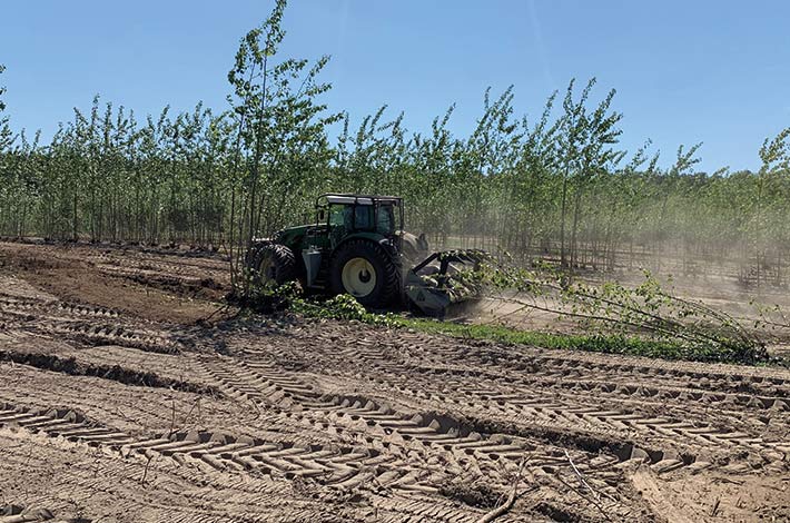 Blunk Dienstleistung: Plantage mulchen 01