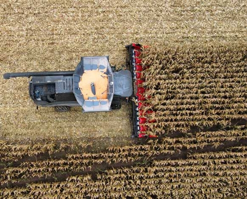 Blunk-Teams ernten und dreschen Körnermais - Foto Tillmann Döring - 07