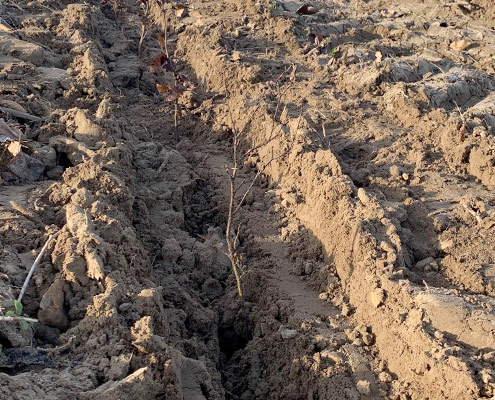 Aufforstung Beeskow: Ersteinsatz der neuen Forst-Pflanzmaschine 14
