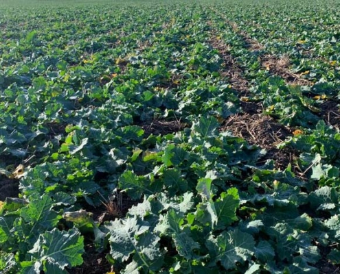 Blunk: erfolgreichere Entwicklung von Raps nach dem Drillen und Düngen mit Strip Till 04