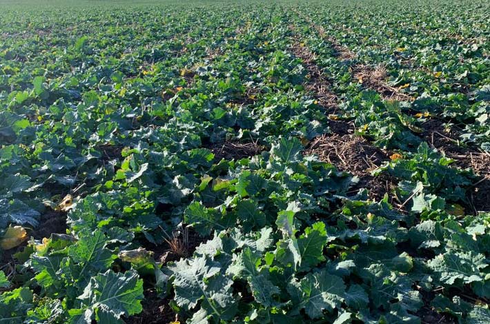 Blunk: erfolgreichere Entwicklung von Raps nach dem Drillen und Düngen mit Strip Till 04