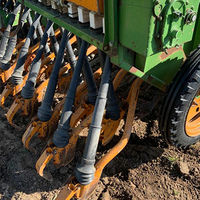 Sonnenblumen für Spendensammlung in Bornhöved