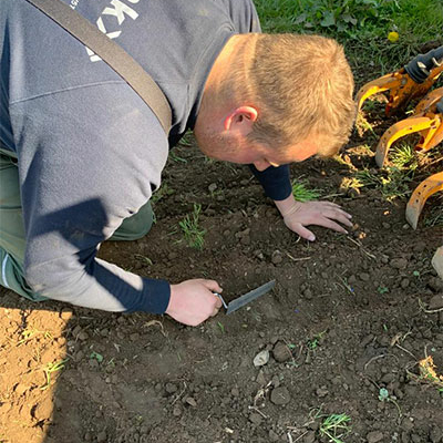 Sonnenblumen für Spendensammlung in Bornhöved