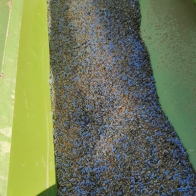 Aussaat Sonnenblumen für Spendensammlung in Bornhöved