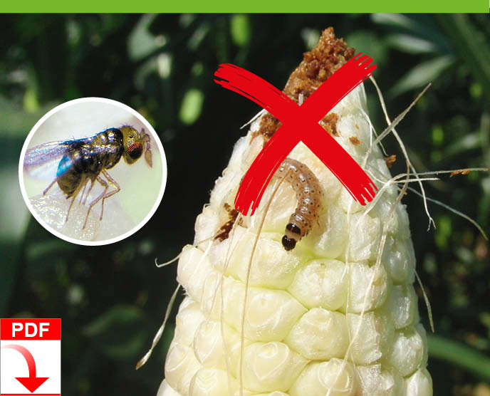 Download Blunk-Folder Trichogramma Schlupfwespe gegen Maiszünsler