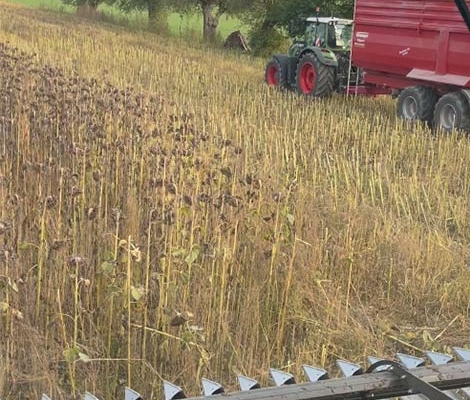 Blunk Sonnenblumen Ernte 2022 - Foto A. Propp 04