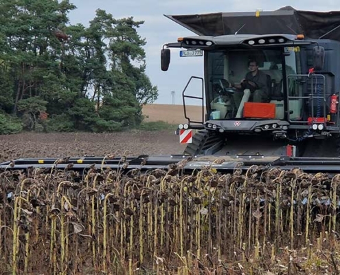 Blunk Sonnenblumen Ernte 2022 - Foto Felix Lappe 16
