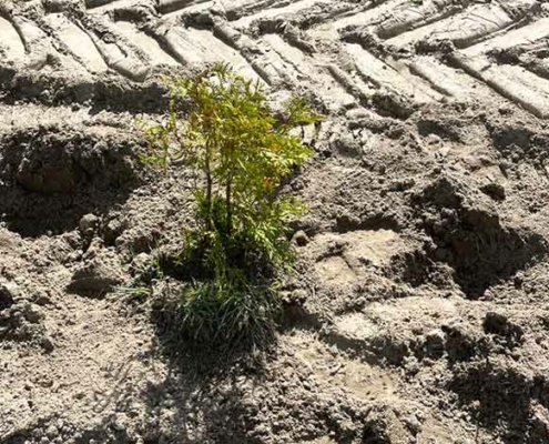 Blunk pflanzt im Auftrag eines Kunden in Österreich 20000 Thuja-Bäume mit Spezial-Pflanzmaschine - Bild 07