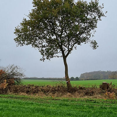 Blunk bei Knickpflege mit neuem Fällgreifer an Volvo-Bagger - Foto Sven Rixen 121607