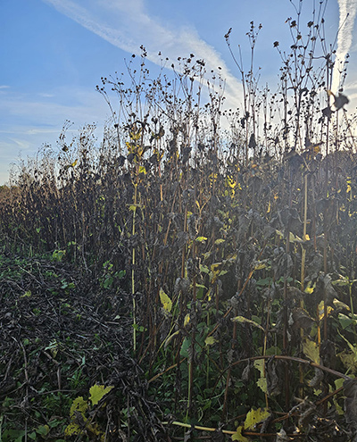 Blunk-Team Holtsee bei Silphie-Ernte in Schleswig-Holstein -02