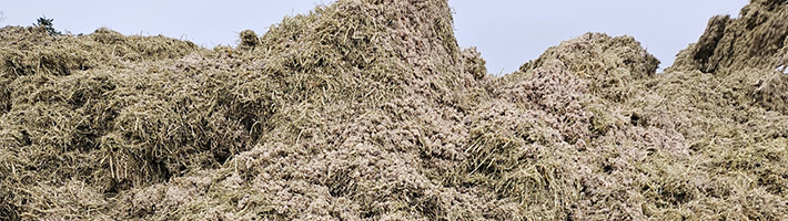 blunk-rueben-mischsilage-foto-malte-schroeder-31