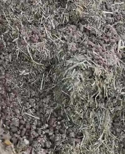 blunk-team-beim-rueben-mischsilage-herstellen-foto-malte-schroeder-32