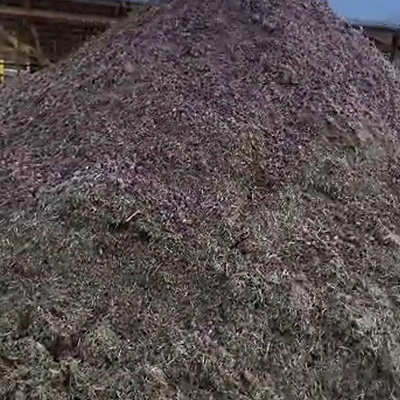 blunk-team-beim-rueben-mischsilage-herstellen-foto-malte-schroeder-34