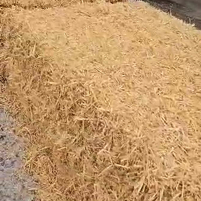 blunk-team-beim-rueben-mischsilage-herstellen-foto-malte-schroeder-44