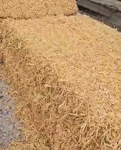 blunk-team-beim-rueben-mischsilage-herstellen-foto-malte-schroeder-44