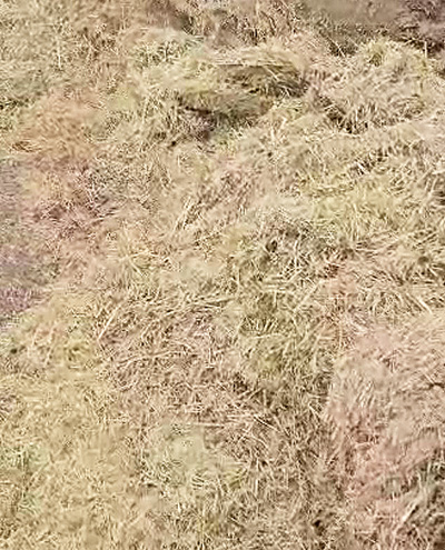 blunk-team-beim-rueben-mischsilage-herstellen-foto-malte-schroeder-45