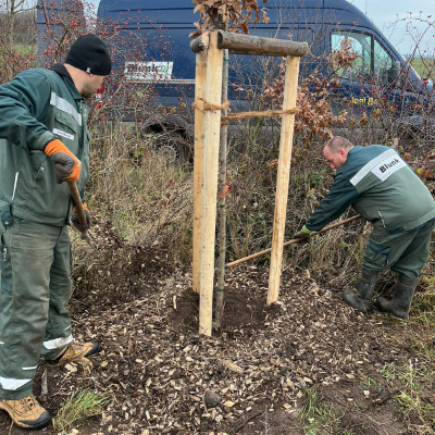 blunk-bei-pflanzung-straeucher-baeume-foto-helge-witt-02