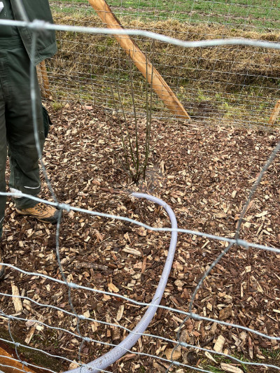 blunk-bei-pflanzung-straeucher-baeume-foto-helge-witt-11