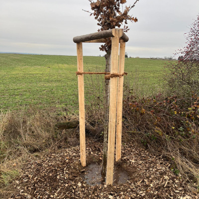 blunk-bei-pflanzung-straeucher-baeume-foto-helge-witt-16