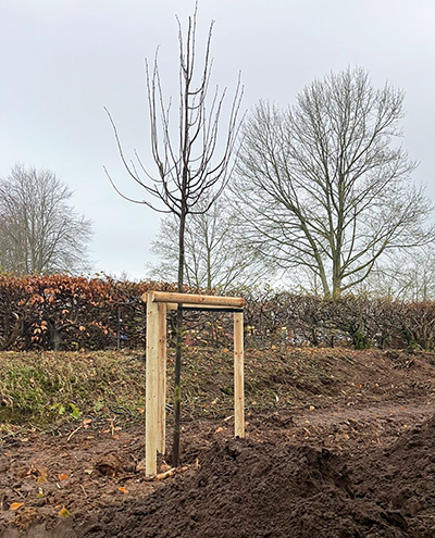 blunk-rodung-und-neupflanzung-baeume-friedhof-bornhoeved-foto-egener-04