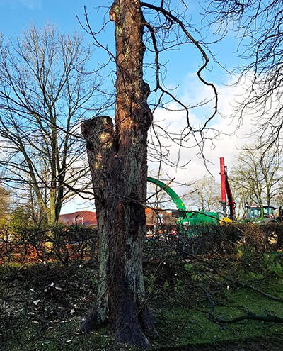 blunk-rodung-und-neupflanzung-baeume-friedhof-bornhoeved-foto-egener-18