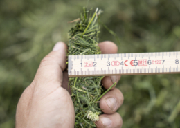 25 mm Grasschnitt mit Pöttinger Ladewagen Jumbo 8450 bei Blunk